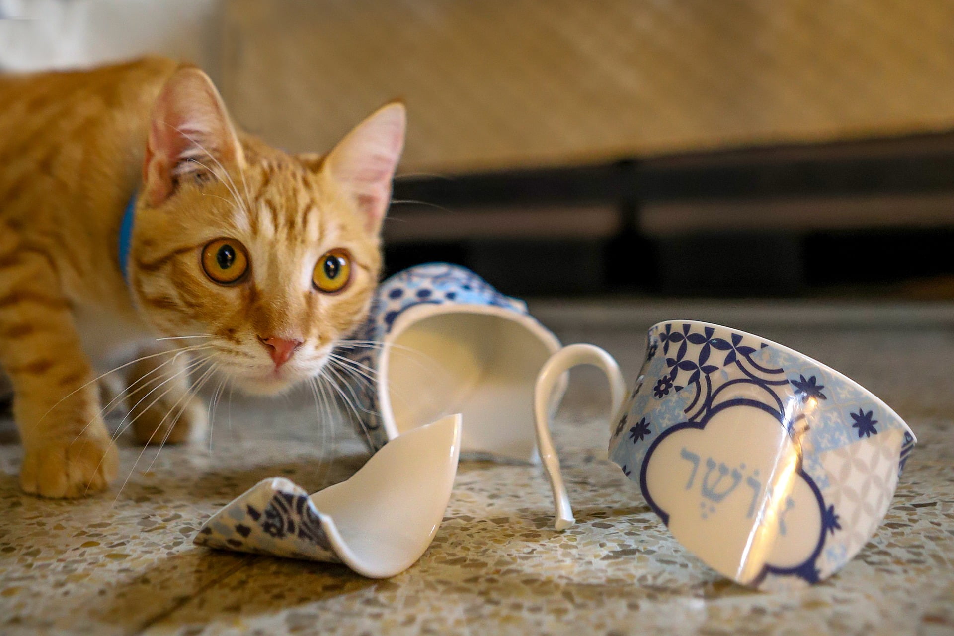 Разбитый кот. Разбитая чашка. Кот разбил чашку. Котик в чашке. Котик чашка разбивает.